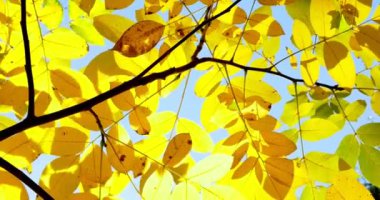 Ağaç dalı sonbahar renkli yapraklarda. Yakın çekim