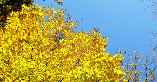 Autunno foglie colorate su ramo d'albero. Primo piano — Video Stock