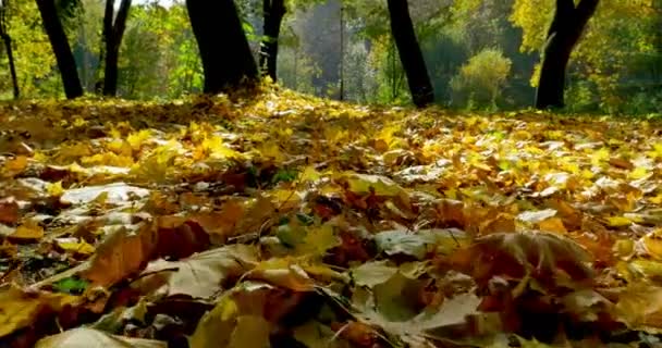Sliding top view on fallen leaves in forest — Stok Video