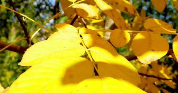 Otoño hojas de colores en la rama del árbol. Primer plano — Vídeo de stock