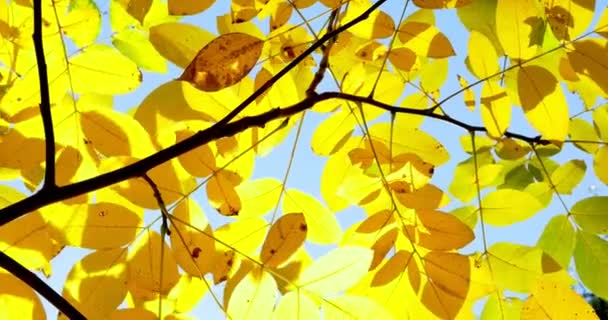 Autunno foglie colorate su ramo d'albero. Primo piano — Video Stock