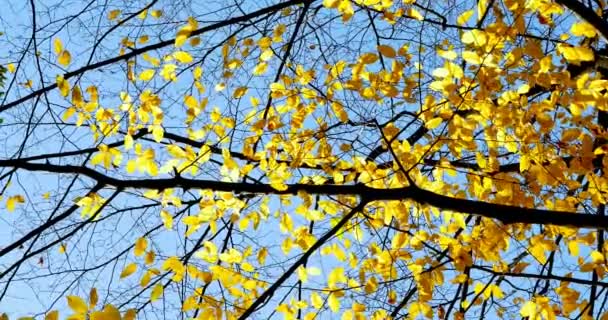 Herbst bunte Blätter auf Ästen. Nahaufnahme — Stockvideo