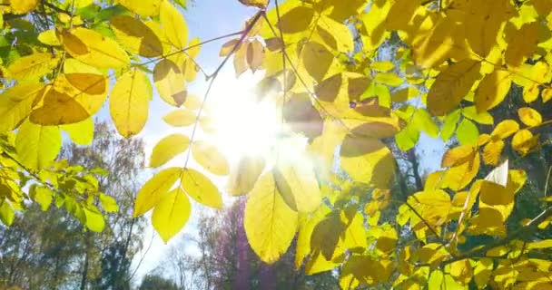 秋天五颜六色的叶子在树枝上。特写 — 图库视频影像