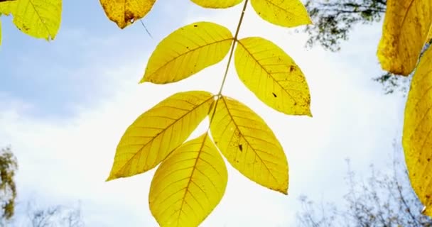 Autumn colorful leaves on tree branch. Close Up — Stock Video