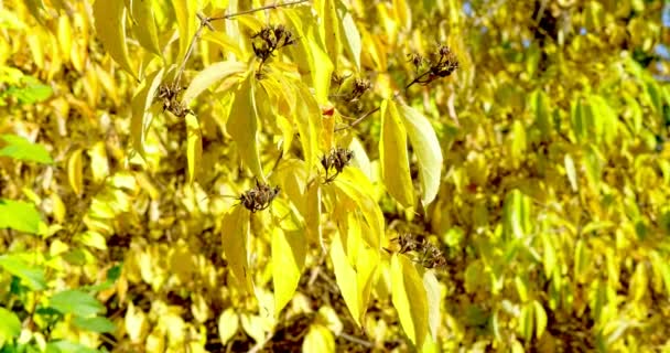 Autumn colorful leaves on tree branch. Close Up — Stock Video