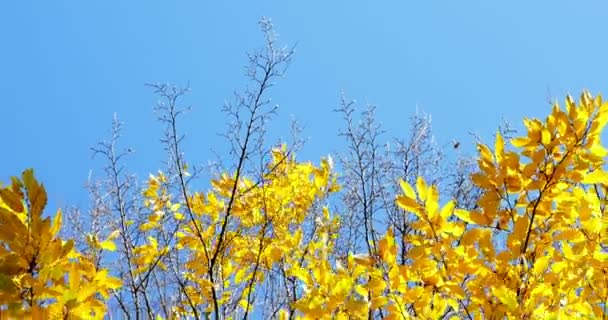 Kleurrijke Herfstbladeren op boomtak. Close-up — Stockvideo