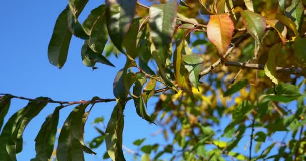 Herbst bunte Blätter auf Ästen. Nahaufnahme — Stockvideo