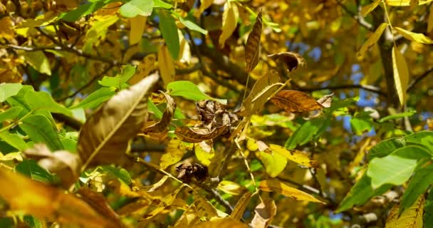 Herbst bunte Blätter auf Walnussbaum. Nahaufnahme der Steinfrüchte des Walnussbaums — Stockvideo