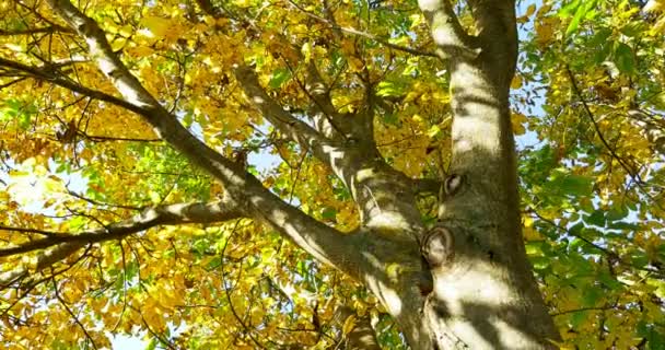 Otoño hojas de colores en la rama del árbol. Primer plano — Vídeos de Stock