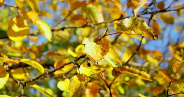 Színes őszi levelek, a fa ága. Közelről — Stock videók