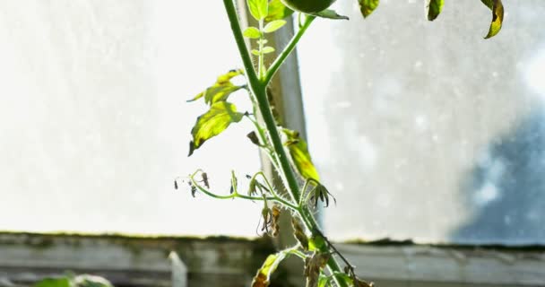 Grüne Tomate in heißem Haus wächst. Haus Treibhaus Ökogarten — Stockvideo