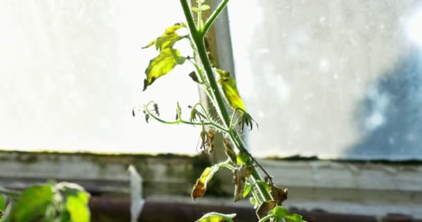 Tomate verde em casa quente crescendo. Casa hothouse eco jardim — Vídeo de Stock