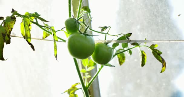 Grüne Tomate in heißem Haus wächst. Haus Treibhaus Ökogarten — Stockvideo