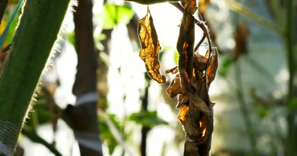 Tomate verde en invernadero creciendo. Casa invernadero eco jardín — Vídeos de Stock