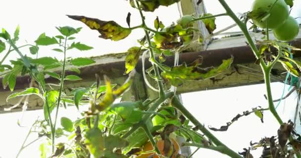 Green tomato in hot house growing. Home hothouse eco garden — Stock Video