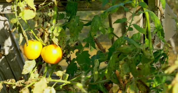 Grön tomat i varma hus växer. Hem drivhus eco trädgård — Stockvideo