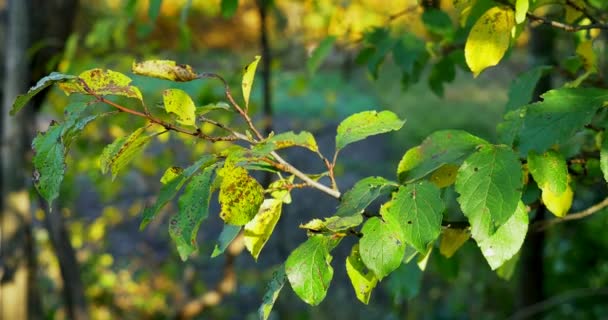 Autunno foglie colorate su ramo d'albero. Primo piano — Video Stock