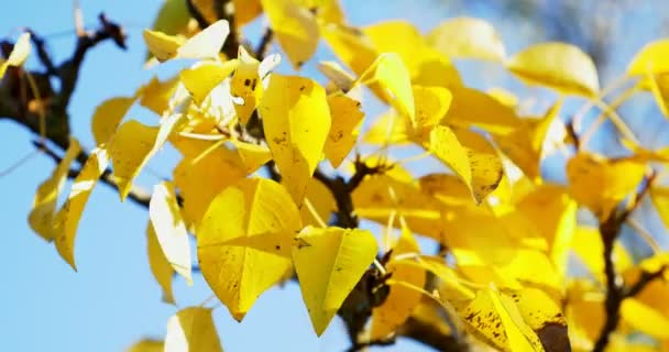 Autunno foglie colorate su ramo d'albero. Primo piano — Video Stock