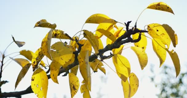 Autunno foglie colorate su ramo d'albero. Primo piano — Video Stock