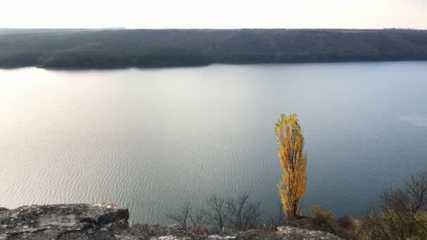 Mooi landschap met herfst geel boom zwaaiend in de wind. Op de voorgrond mooie gele boom op achtergrond in grote rivier — Stockvideo