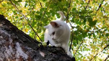 Ağaçtaki beyaz kedi
