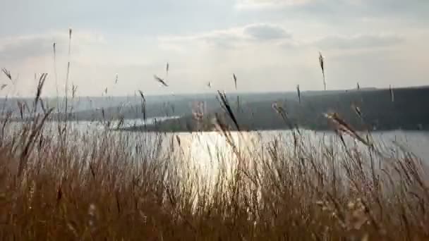 Bela paisagem com grama balançando ao vento. Em primeiro plano bela grama selvagem no fundo no grande rio — Vídeo de Stock