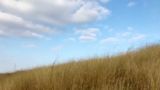 Hermoso paisaje con hierba balanceándose en el viento. En primer plano hermosa hierba silvestre en el fondo azul cielo nublado — Vídeos de Stock