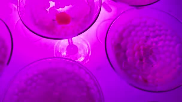 Pyramid of champagne with liquid nitrogen. Colorful led lights — Stock Video