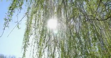 Söğüt ağacının en üstünde ararken. Mavi gökyüzü altında