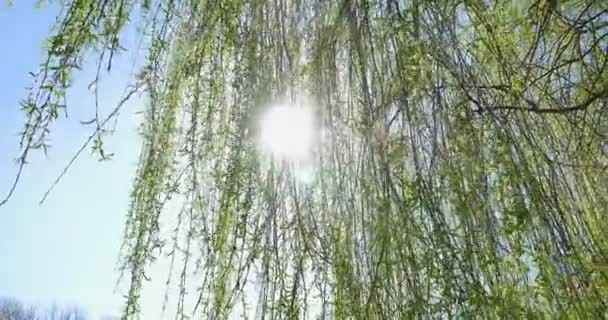 Kijken op de top van de wilg boom. Onder de blauwe hemel — Stockvideo