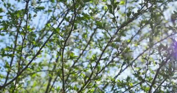 Il vento soffia ai fiori degli alberi dopo la pioggia — Video Stock