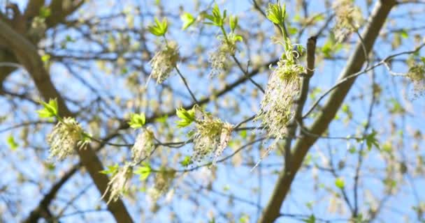 Il vento soffia ai fiori degli alberi dopo la pioggia — Video Stock