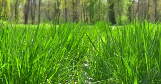 Gras bewegt sich im Wind. Nahaufnahme — Stockvideo