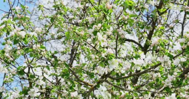 Apple virágzás. Virágzó gyümölcsösfa, kertészkedés, fehér-rózsaszín virágok — Stock videók