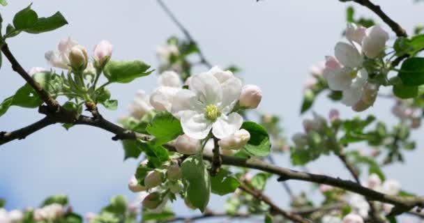 Floración de manzana. Florecimiento de flores de color blanco-rosa en el árbol del huerto en flor, jardinería — Vídeos de Stock