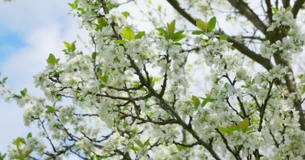 Floraison de cerisiers. Des fleurs blanches sur l'arbre. Printemps nature 