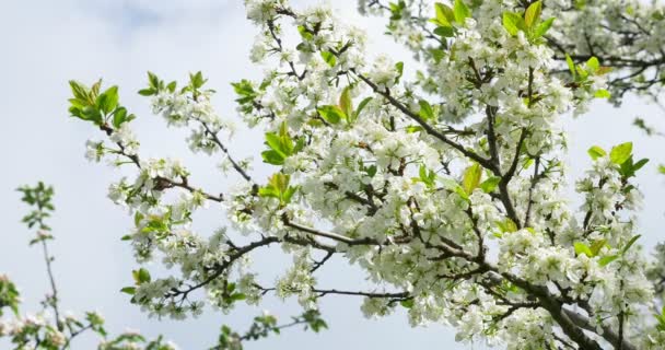 Flor de cereza. Flores blancas en el árbol. Naturaleza de primavera — Vídeos de Stock