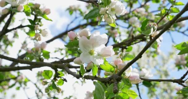 Apple flowering. Blossoming white-pink flowers in blooming orchard tree, gardening — Stock Video