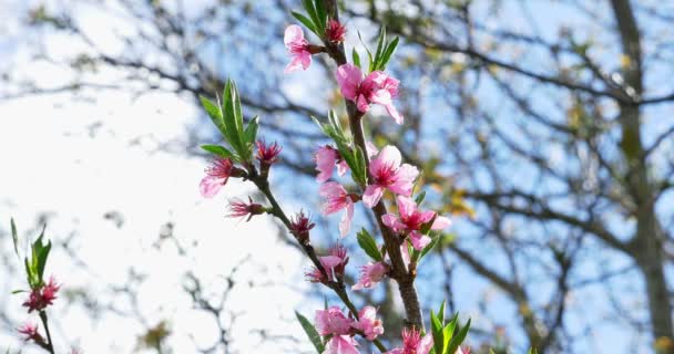 Floración de melocotón. Flores rosadas en el árbol. Naturaleza de primavera — Vídeos de Stock