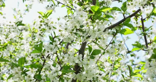 Cherry flowering. White blossoms on tree. Spring nature — Stock Video