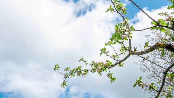 Nubes fluyen sobre hermosas flores de primavera en la rama del árbol — Vídeos de Stock