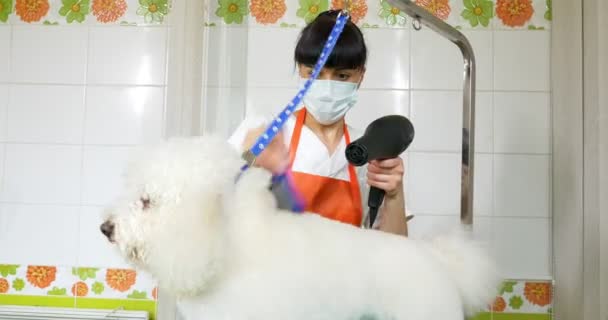 Preparação de cães no salão. Tratador de cães profissional. Mulher bonita fazendo penteado para o cão — Vídeo de Stock