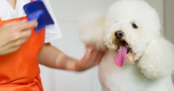 Aseo de perros en el salón. Peluquero profesional para perros. Hermosa joven mujer haciendo peinado para perro — Vídeo de stock