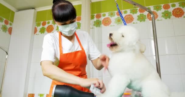 Dog grooming in salon. Professional dog groomer. Beautiful young woman making hairstyle for dog — Stock Video