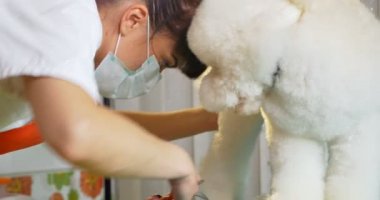 Kuaförde köpek tımarı. Profesyonel köpek bakıcısı. Güzel genç kadın köpek için saç modeli yapma