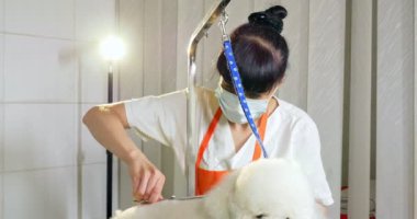 Kuaförde köpek tımarı. Profesyonel köpek bakıcısı. Güzel genç kadın köpek için saç modeli yapma