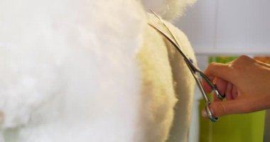 Kuaförde köpek tımarı. Profesyonel köpek bakıcısı. Güzel genç kadın köpek için saç modeli yapma