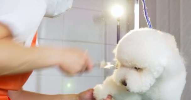 Preparação de cães no salão. Tratador de cães profissional. Mulher bonita fazendo penteado para o cão — Vídeo de Stock