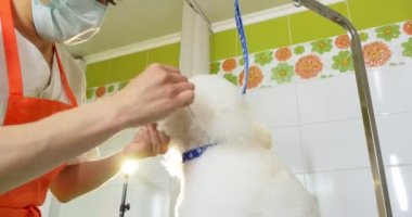 Kuaförde köpek tımarı. Profesyonel köpek bakıcısı. Güzel genç kadın köpek için saç modeli yapma