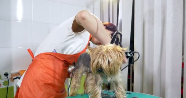 Hond grooming in salon. Professionele hond groomer. Mooie jonge vrouw maken kapsel voor hond — Stockvideo